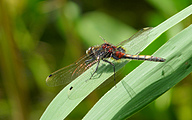 Yellow-spotted Whiteface (Male, Leucorrhinia pectoralis)